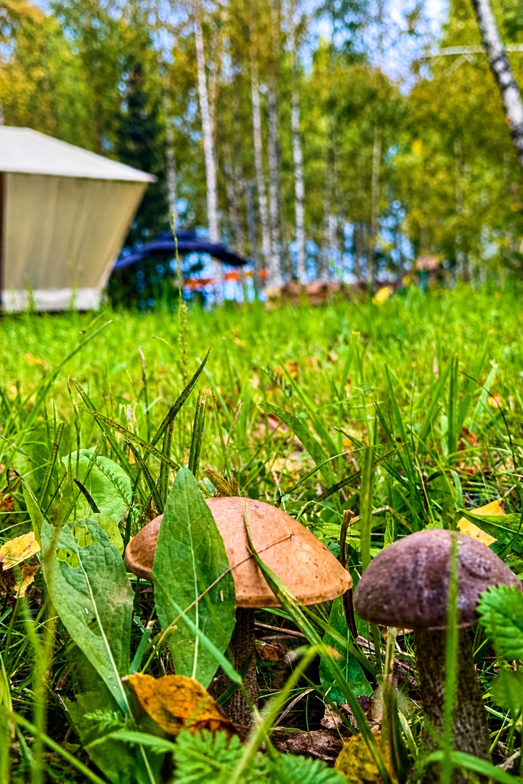 ДОМИК 1 "БЕРЕЗА" 13